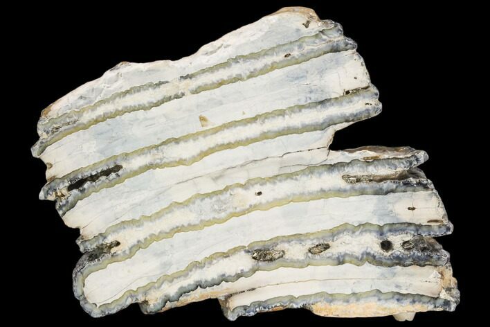 Polished Mammoth Molar Section - South Carolina #125548